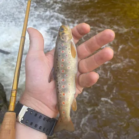 Kuca Lula Stara Planina * Pirot