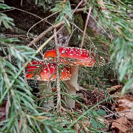 Kuca Lula Stara Planina Pirot